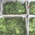 荷兰豆，夹豆，大量有货，承结市场，平台，超市支持视频看货