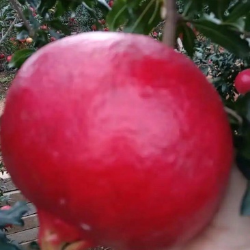 黑仔石榴树苗保证纯度，保鲜发货
