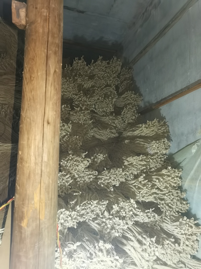 自己种植川牛膝低价出售