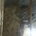自己种植川牛膝低价出售