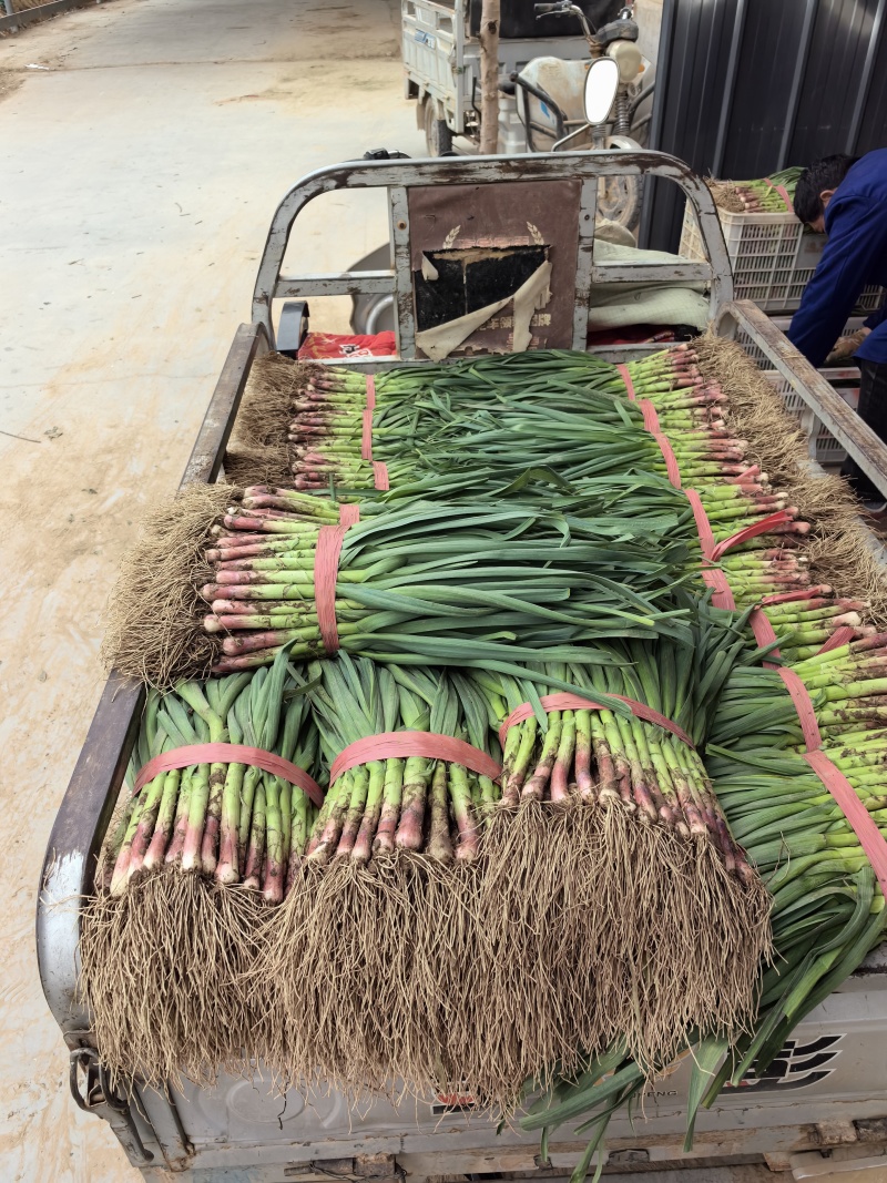 河南安阳红根蒜苗精品一对一质优价廉精品小苗粗细均匀