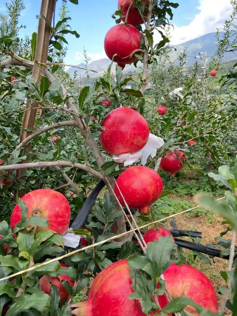 黑仔石榴树苗保证纯度，保鲜发货