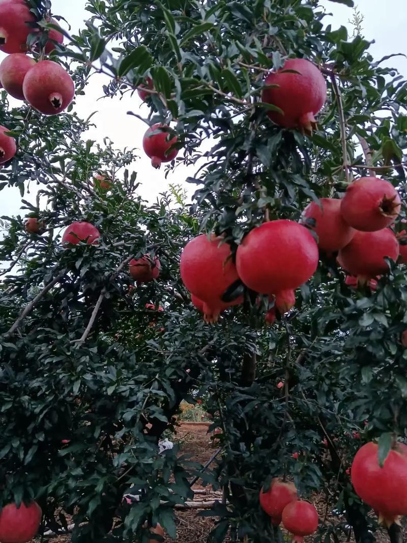 黑仔石榴树苗保证纯度，保鲜发货