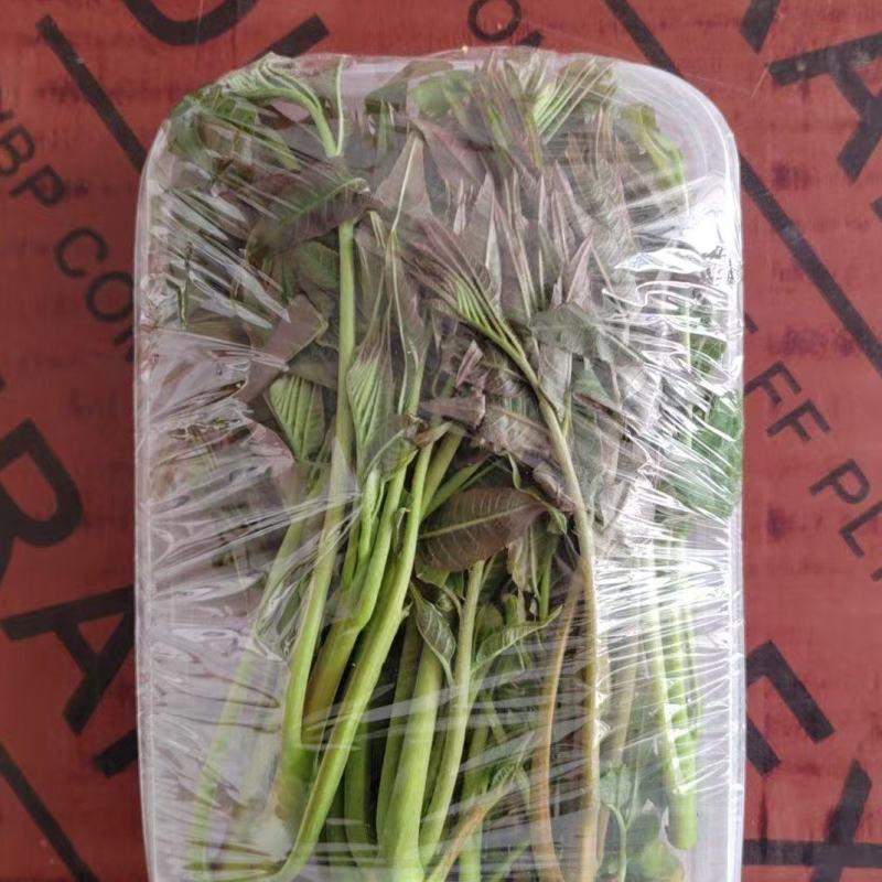 大棚反季节种植香椿芽儿
