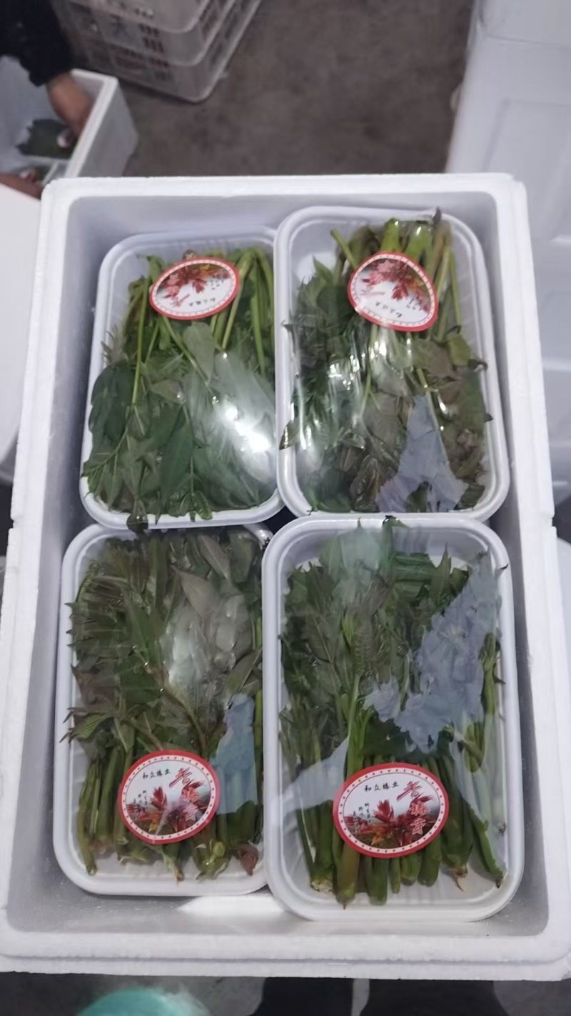 大棚反季节种植香椿芽儿