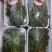大棚反季节种植香椿芽儿