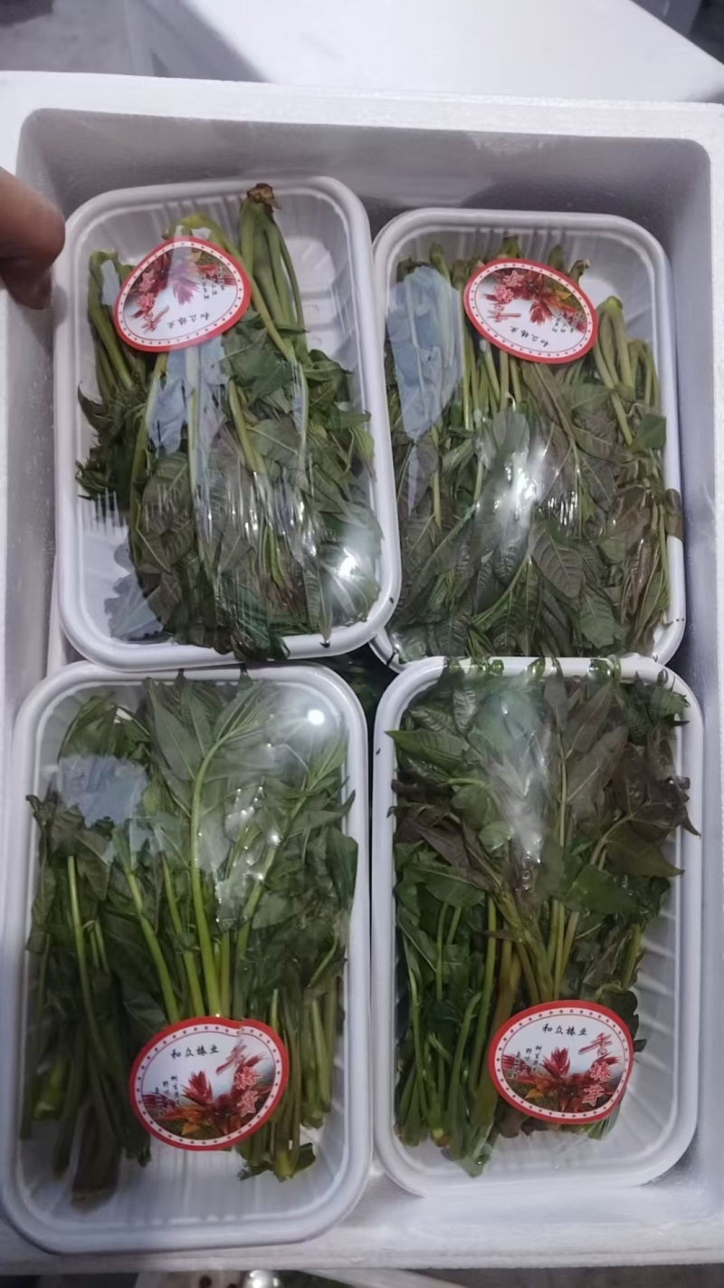 大棚反季节种植香椿芽儿