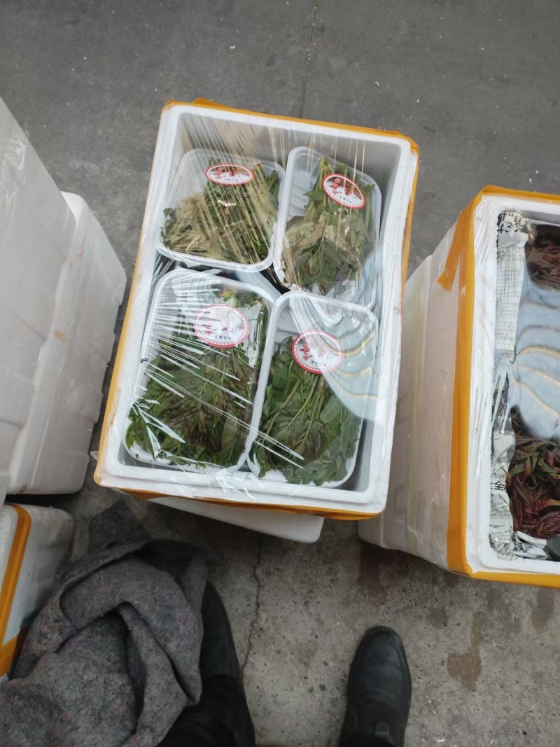 大棚反季节种植香椿芽儿