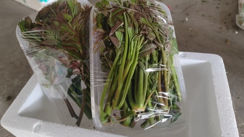 大棚反季节种植香椿芽儿