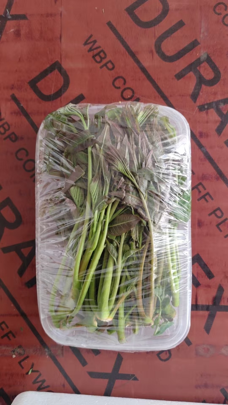 大棚反季节种植香椿芽儿