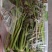大棚反季节种植香椿芽儿