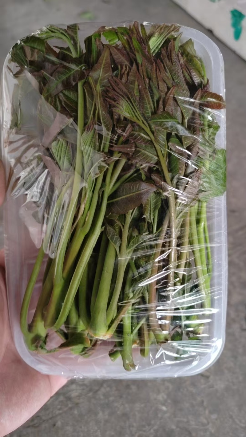 大棚反季节种植香椿芽儿