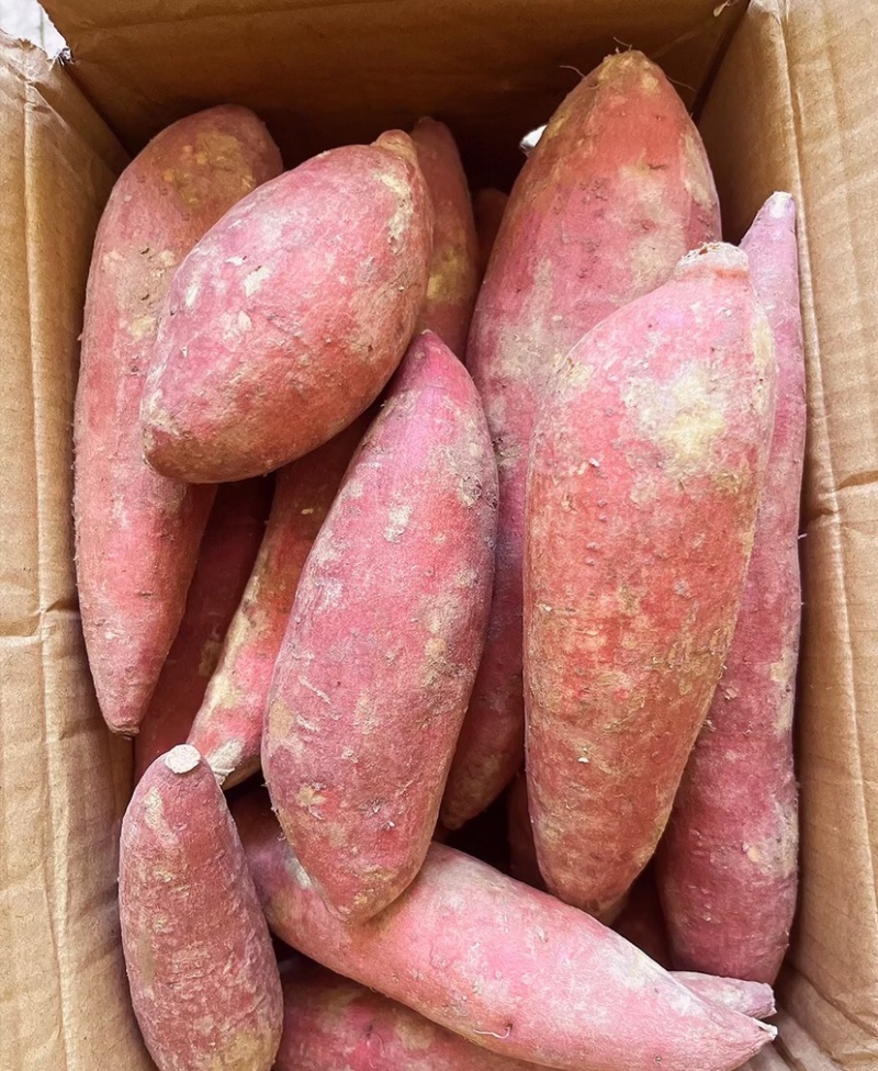 西瓜红精品西瓜红红薯大量供应货源充足品质保证