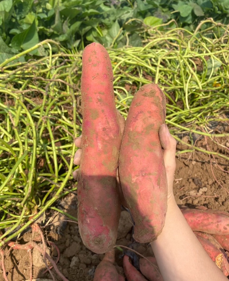 西瓜红精品西瓜红红薯大量供应货源充足品质保证