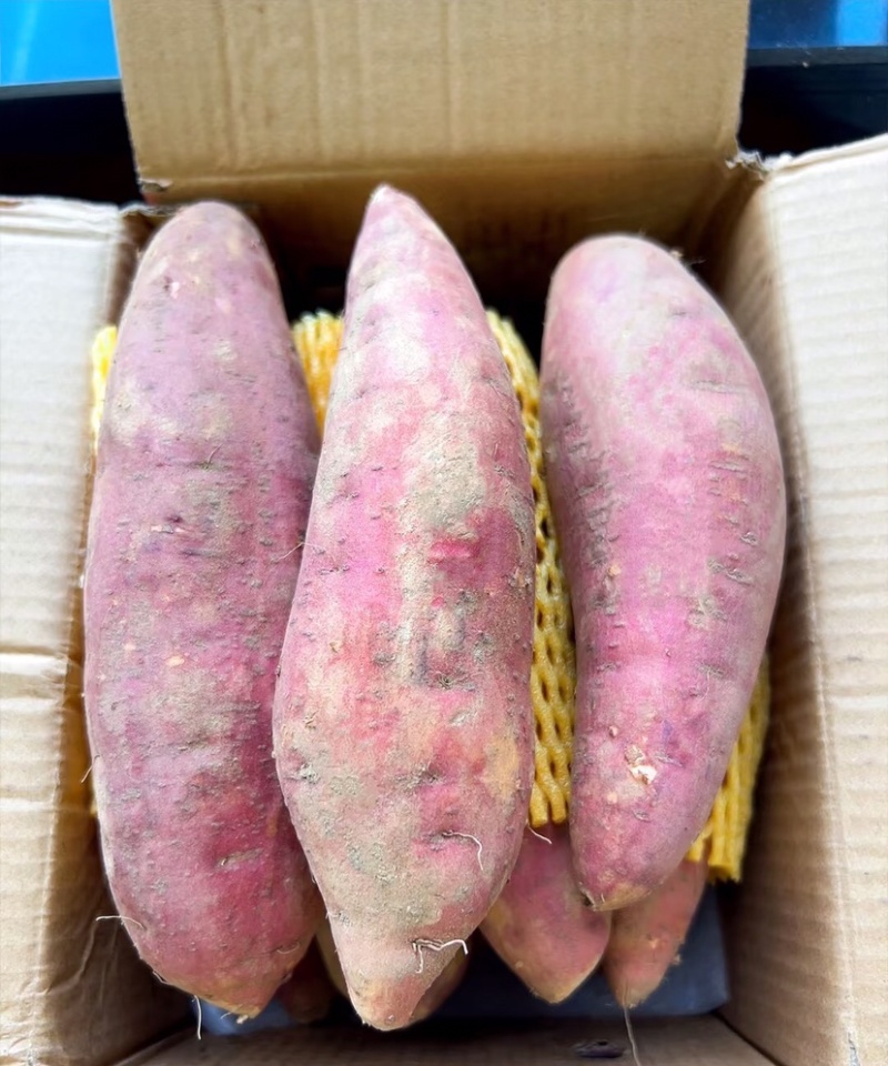 西瓜红精品西瓜红红薯大量供应货源充足品质保证