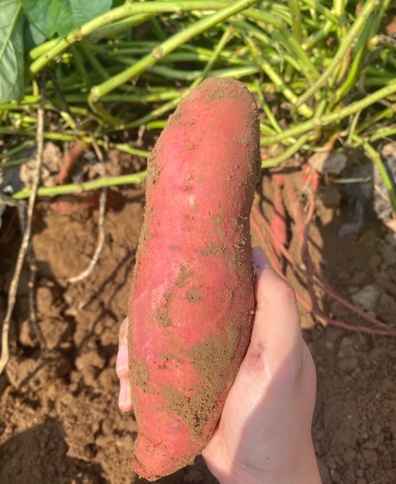 西瓜红精品西瓜红红薯大量供应货源充足品质保证