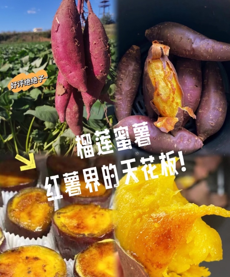 榴莲蜜薯优质红薯软糯香甜基地直发供应市场电商商超
