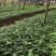 四川金果榄苗地苦胆训化苗基地直销无中介量大从优