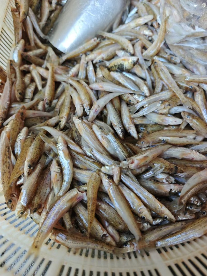 棍子鱼船丁鱼沙沟鱼船丁鱼黄鱼仔，常年供应，大量现货。。。