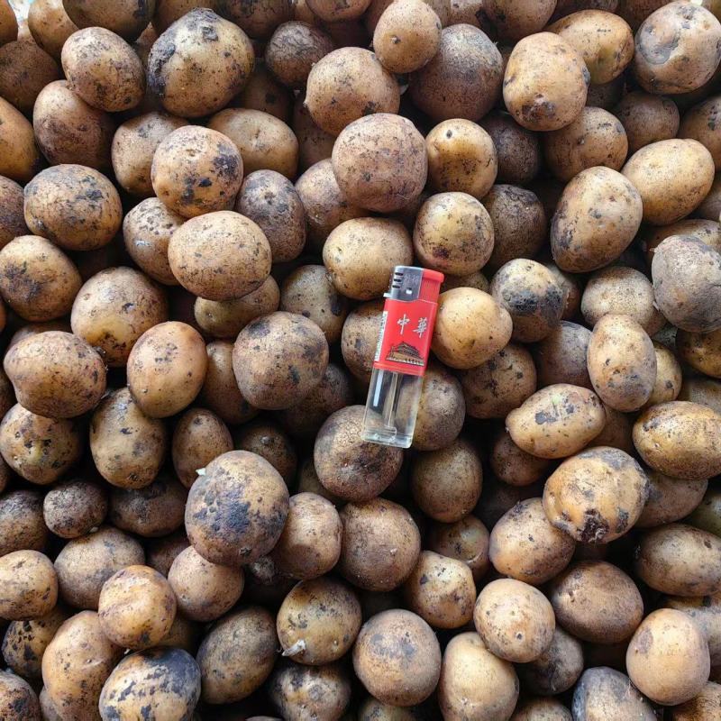 迷你小土豆八钱以下的酱豆