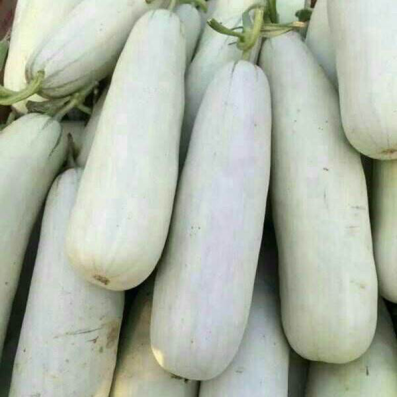 博洋61甜瓜