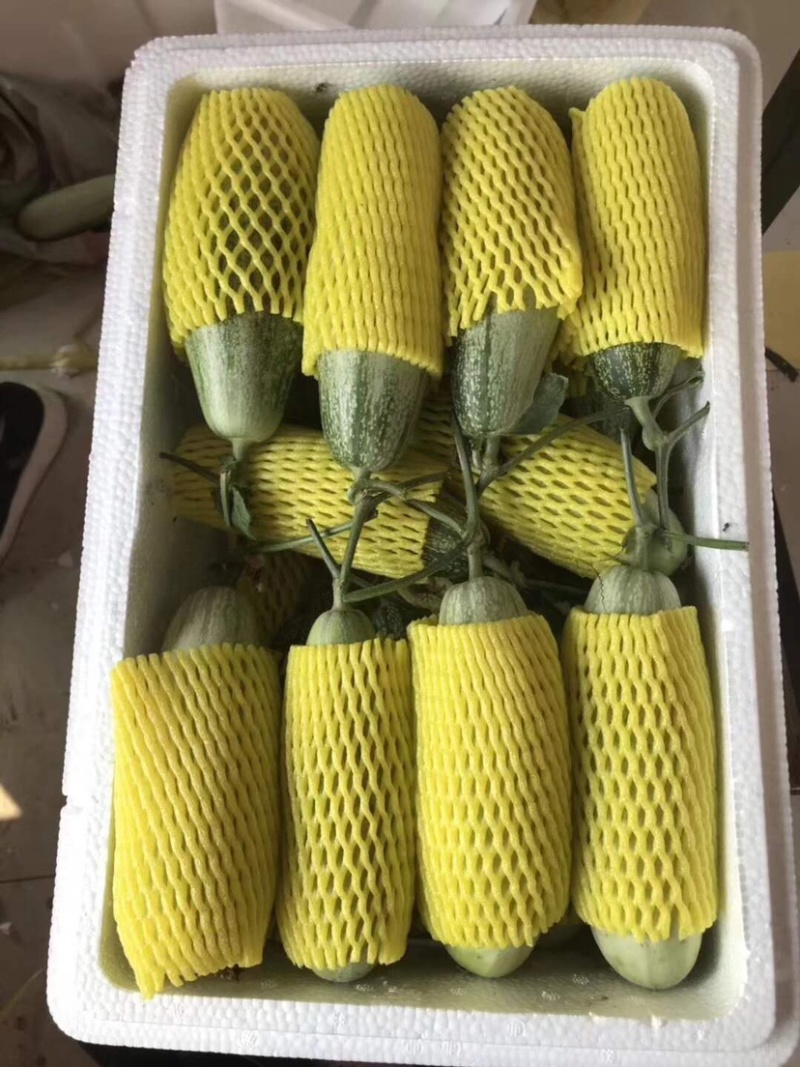 博洋61甜瓜