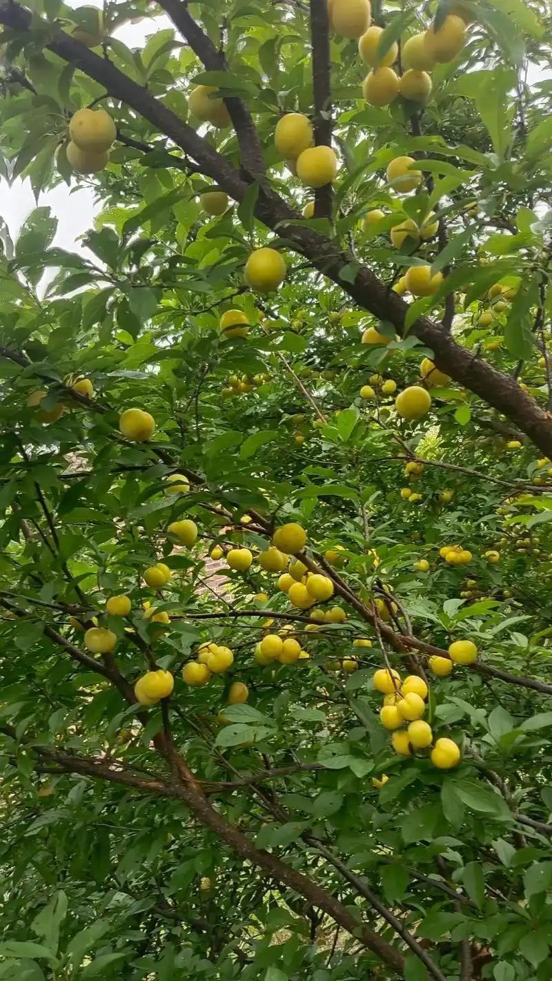 蜂糖李子苗恐龙蛋李子苗，都是嫁接苗。保证质量纯度，