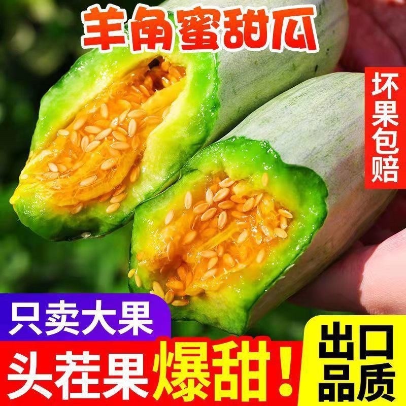 博洋61甜瓜