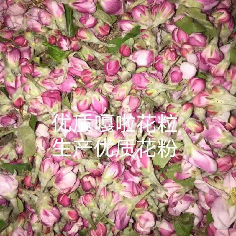 四川凉山盐源，苹果花，金帅苹果花，秦冠。嘎啦苹果花