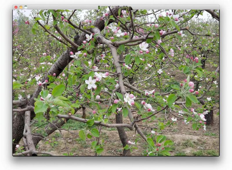 四川凉山盐源，苹果花，金帅苹果花，秦冠。嘎啦苹果花