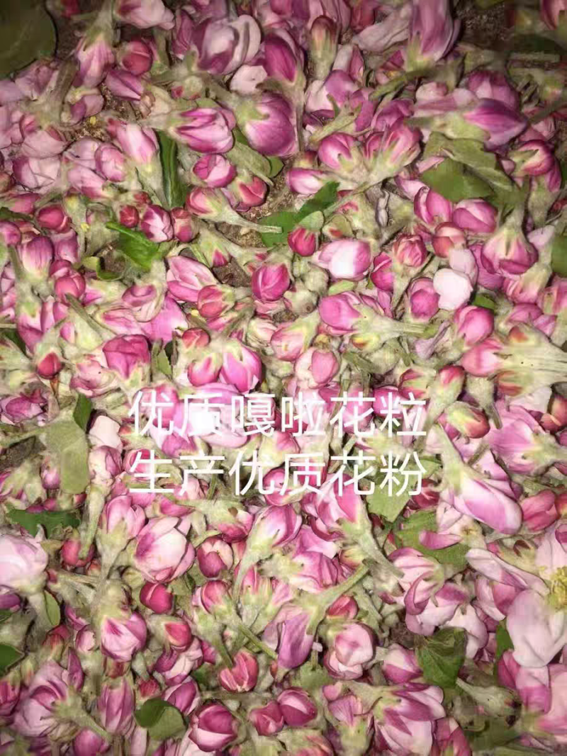 四川凉山盐源，苹果花，金帅苹果花，秦冠。嘎啦苹果花