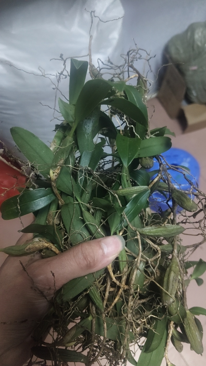 双叶石橄榄