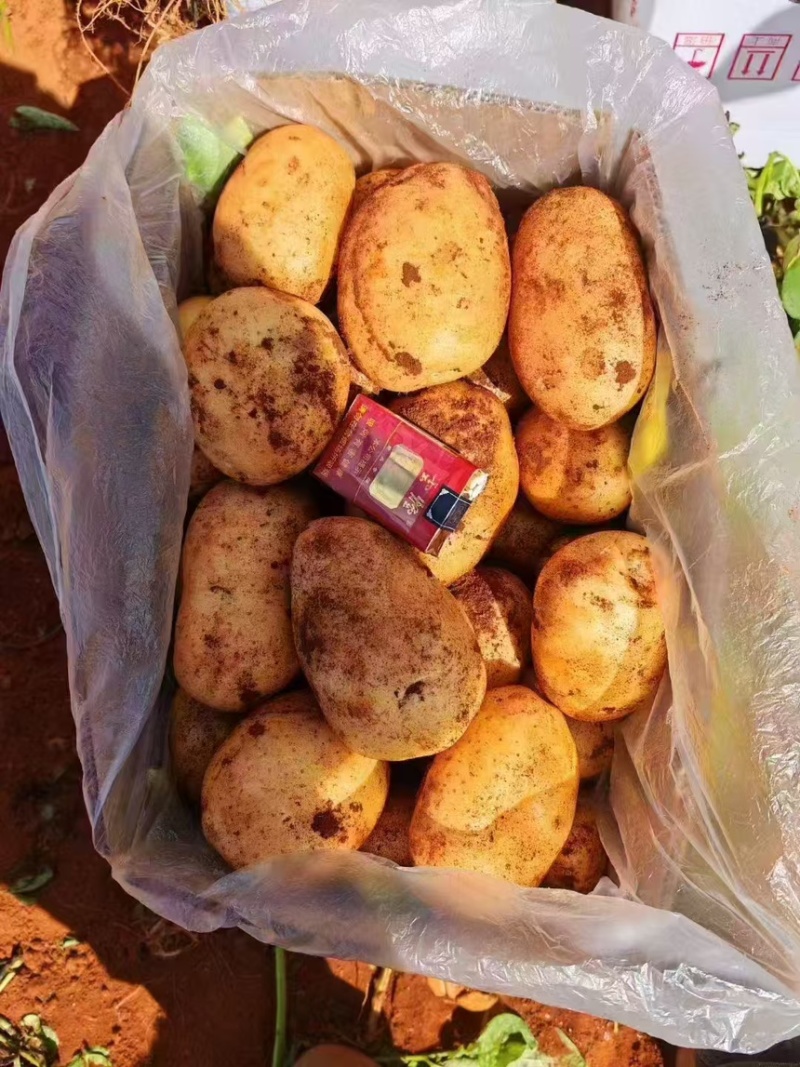 云南丽薯九号