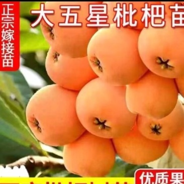 枇杷树各种规格大量出售，质量好，成活率高，欢迎订购