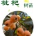 大五星枇杷苗，成活率高，质量优，大量批发，基地直销