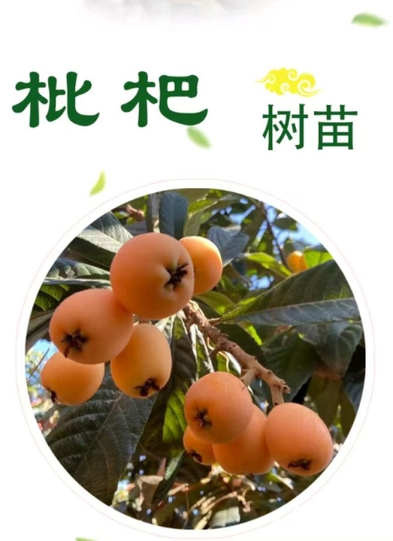 大五星枇杷苗，成活率高，质量优，大量批发，基地直销