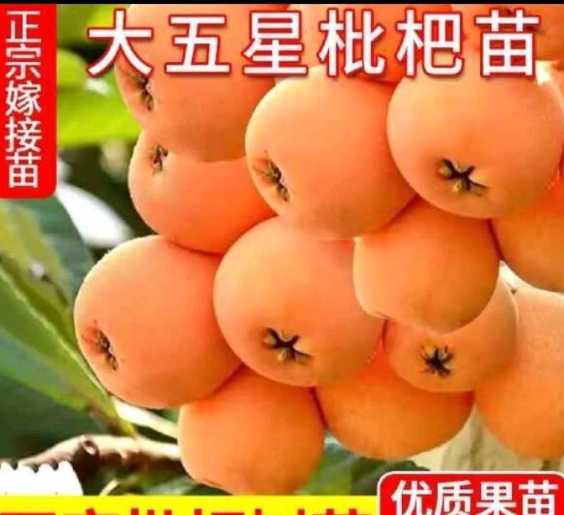 大五星枇杷苗，成活率高，质量优，大量批发，基地直销
