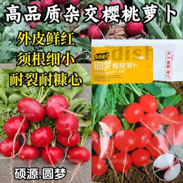 圆梦樱桃萝卜种子杂交早熟迷你圆形红皮白肉萝卜春秋四季蔬菜