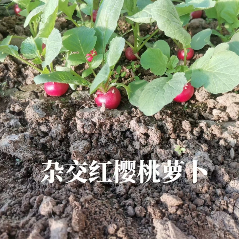 圆梦樱桃萝卜种子杂交早熟迷你圆形红皮白肉萝卜春秋四季蔬菜