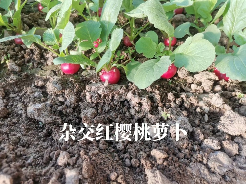 圆梦樱桃萝卜种子杂交早熟迷你圆形红皮白肉萝卜春秋四季蔬菜