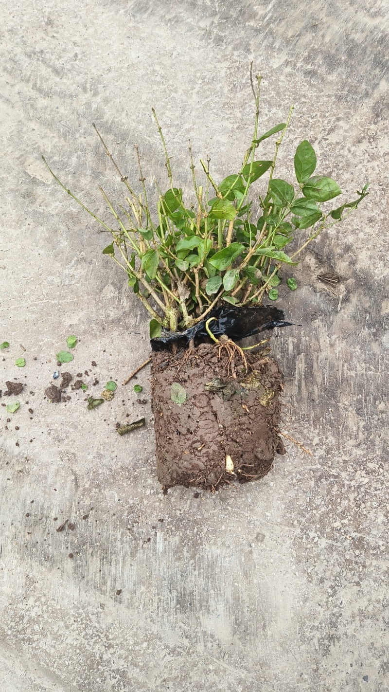 栀子花