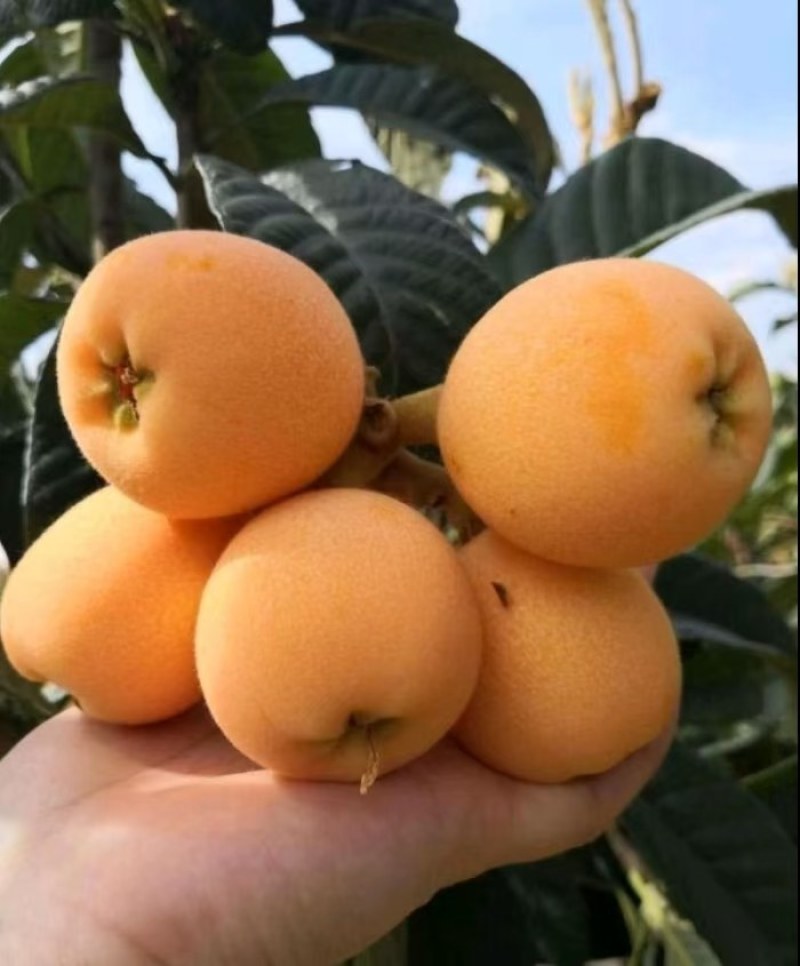 枇杷苗，大量供应2一15公分枇杷果树，质量好，价格优，