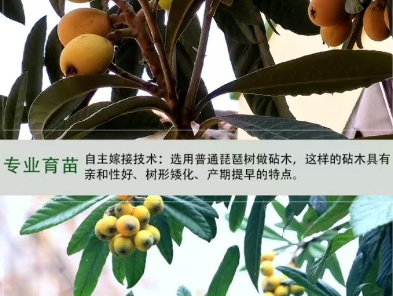 枇杷苗，大量供应2一15公分枇杷果树，质量好，价格优，