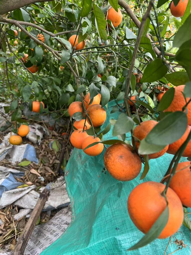 【柑桔】广西正宗沃柑乌柑产地直发皮薄多汁低价对接全国