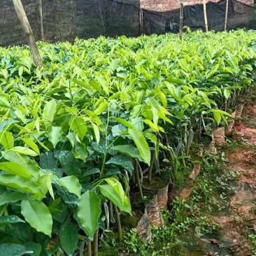 奇楠沉香广东茂名基地直发欢迎上门选购量大价格便宜