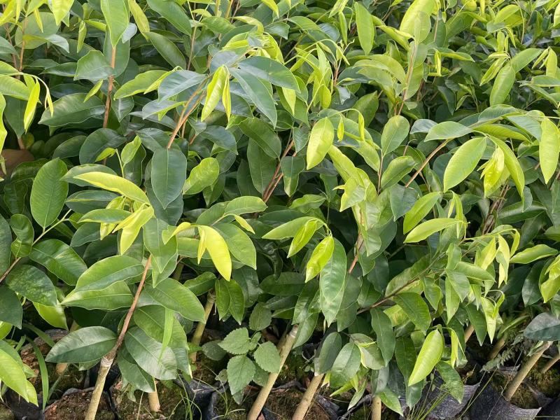 奇楠沉香广东茂名基地直发欢迎上门选购量大价格便宜