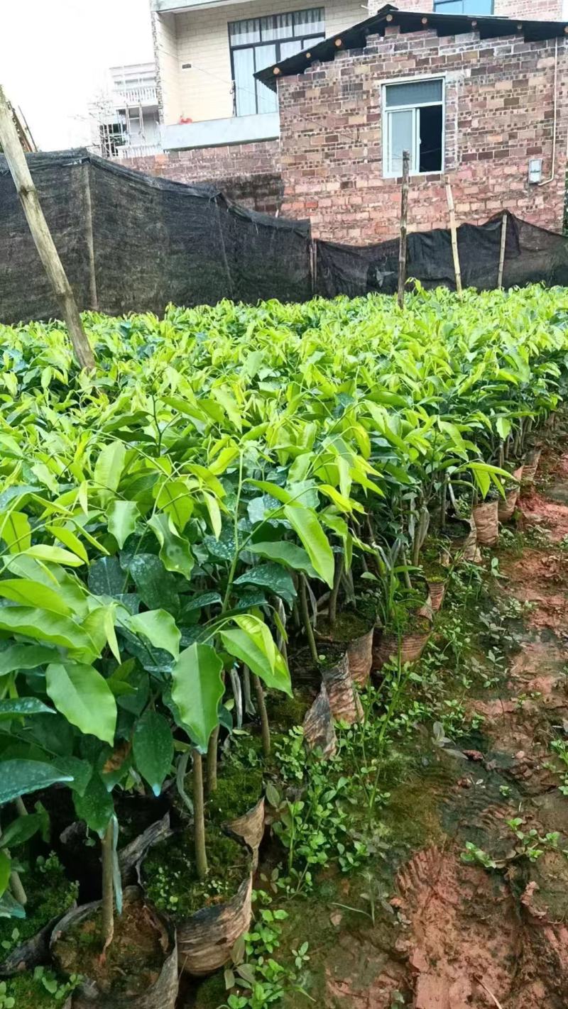 奇楠沉香广东茂名基地直发欢迎上门选购量大价格便宜