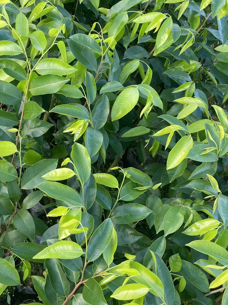奇楠沉香广东茂名基地直发欢迎上门选购量大价格便宜