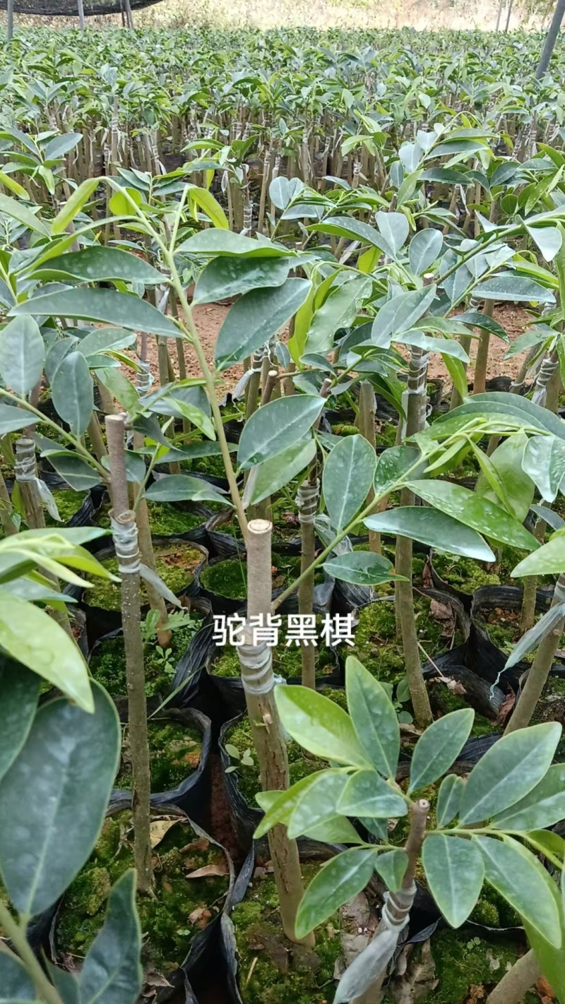 奇楠沉香广东茂名基地直发欢迎上门选购量大价格便宜