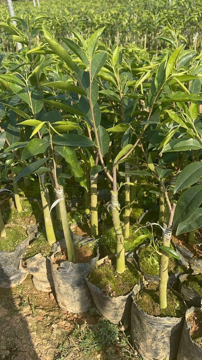 奇楠沉香广东茂名基地直发欢迎上门选购量大价格便宜